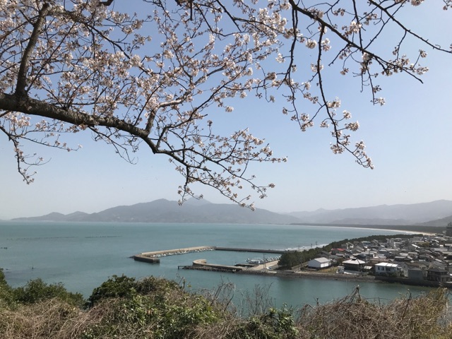唐津湾と桜