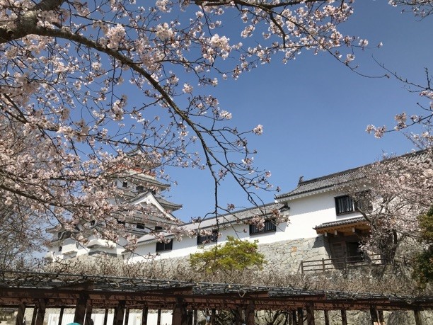 桜と唐津城