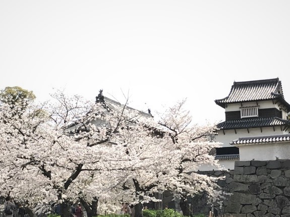 多聞櫓と桜