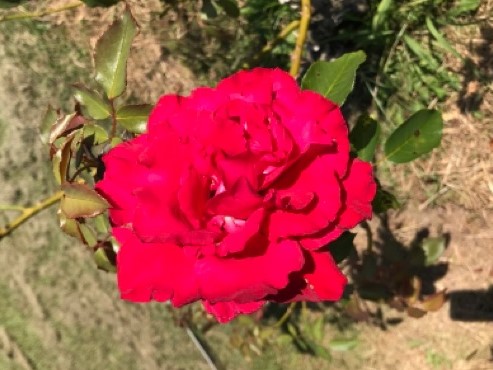 真っ赤なバラ