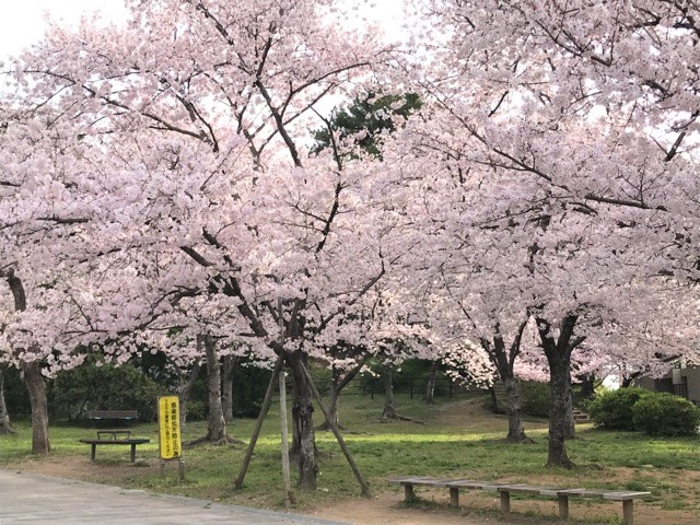 西公園階段横の桜