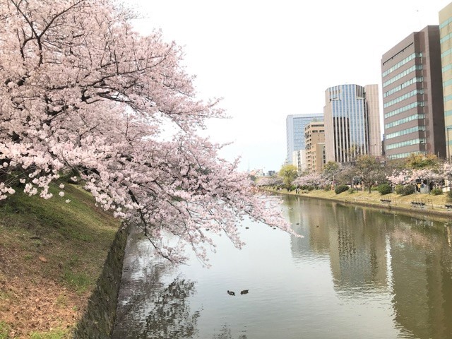 お濠端の桜