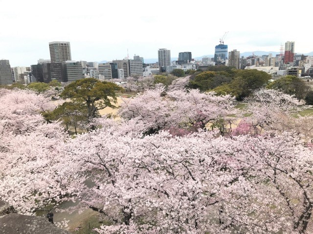 福岡城跡展望台からの景色