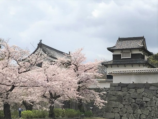 櫓門と桜