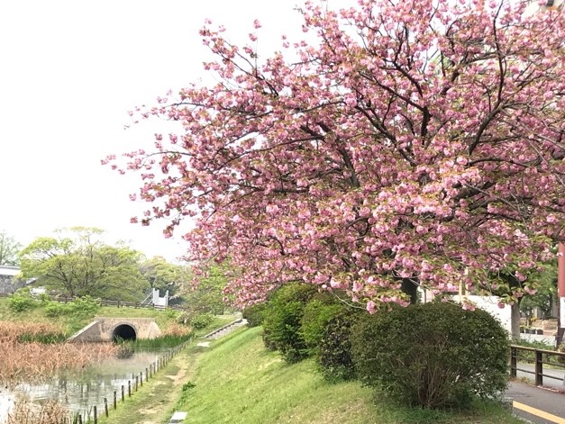 お濠端の八重桜