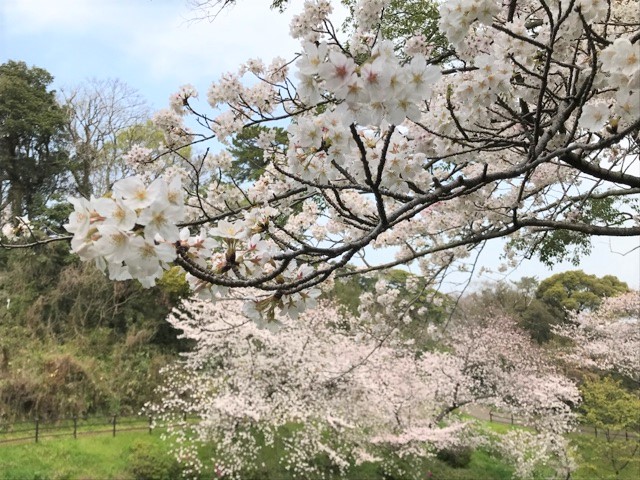ツツジ谷の桜