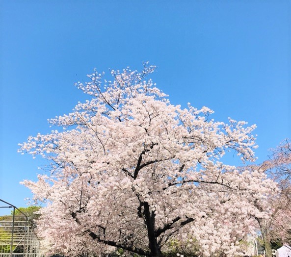 御鷹屋敷跡の桜