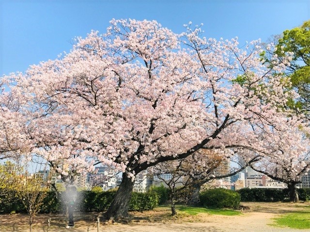 梅園の桜