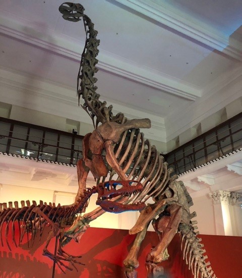 大きな恐竜