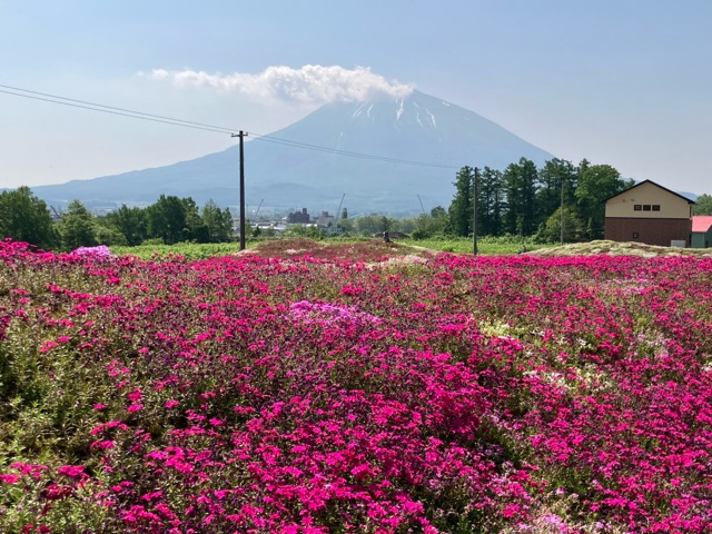 芝桜と羊蹄山