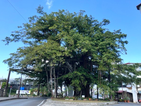 名護ひんぷんガジュマル