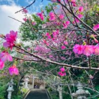 寒緋桜