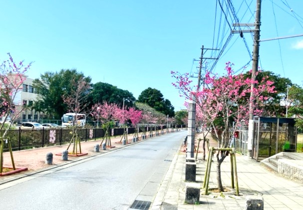 名護城公園への通り
